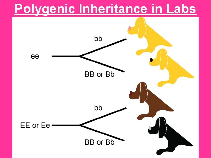 Polygenic Inheritance in Labs 