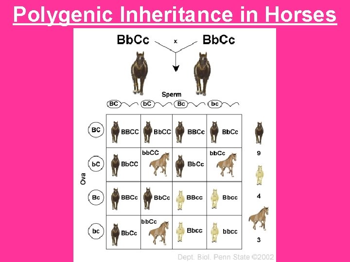 Polygenic Inheritance in Horses 