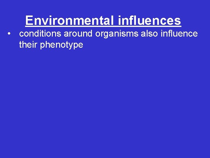 Environmental influences • conditions around organisms also influence their phenotype 