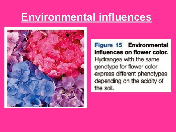 Environmental influences 