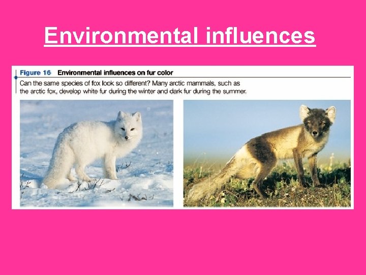 Environmental influences 