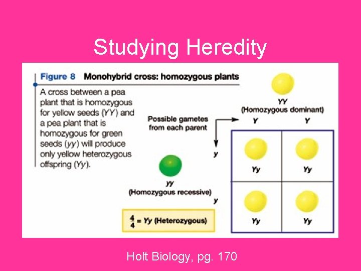 Studying Heredity Holt Biology, pg. 170 