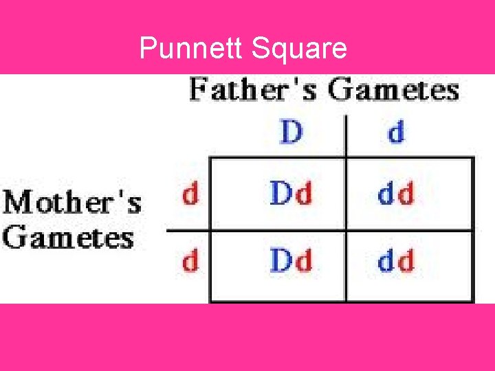 Punnett Square 