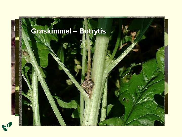 Spinatskimmel – Peronospora Svampesygdomme i spinat Bladplet – Stemphylium Bladplet – Cladosporium Spinatbladplet ––Colletotrichum