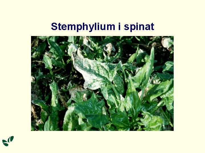 Stemphylium i spinat 