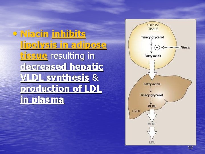 • Niacin inhibits lipolysis in adipose tissue resulting in decreased hepatic VLDL synthesis • Niacin inhibits lipolysis in adipose tissue resulting in decreased hepatic VLDL synthesis
