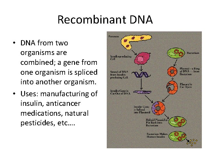 Recombinant DNA • DNA from two organisms are combined; a gene from one organism Recombinant DNA • DNA from two organisms are combined; a gene from one organism