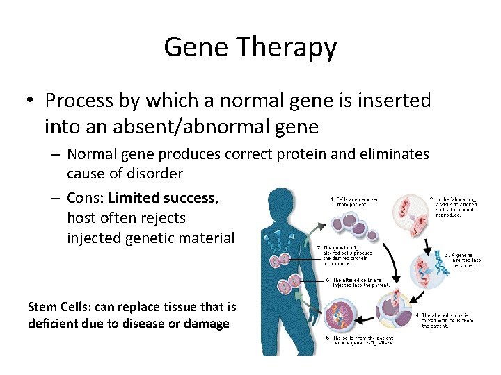 Gene Therapy • Process by which a normal gene is inserted into an absent/abnormal Gene Therapy • Process by which a normal gene is inserted into an absent/abnormal