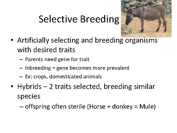 Selective Breeding • Artificially selecting and breeding organisms with desired traits – Parents need Selective Breeding • Artificially selecting and breeding organisms with desired traits – Parents need