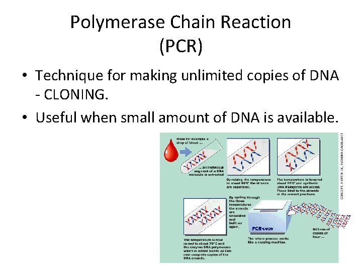 Polymerase Chain Reaction (PCR) • Technique for making unlimited copies of DNA - CLONING. Polymerase Chain Reaction (PCR) • Technique for making unlimited copies of DNA - CLONING.