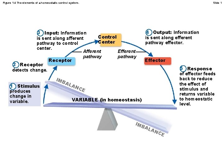 Figure 1. 4 The elements of a homeostatic control system. Slide 1 3 Input: