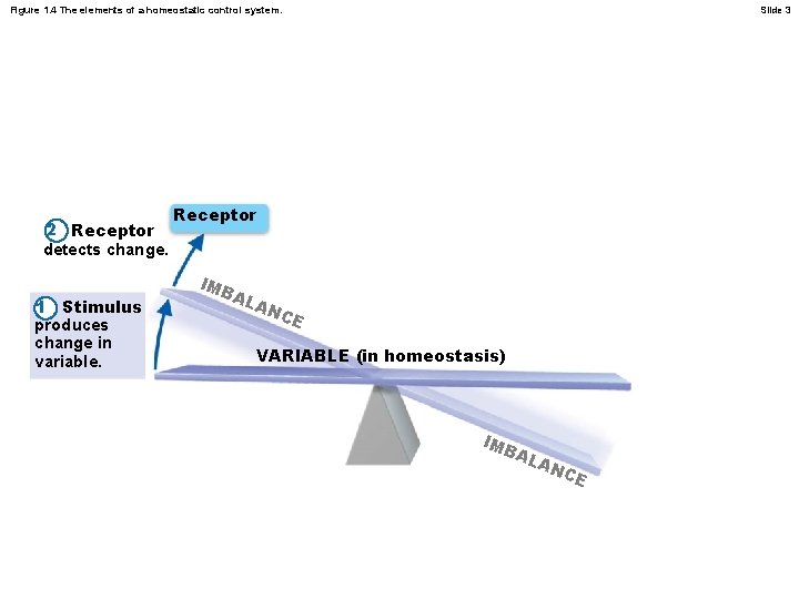 Figure 1. 4 The elements of a homeostatic control system. 2 Receptor detects change.