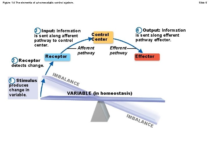 Figure 1. 4 The elements of a homeostatic control system. Slide 5 3 Input: