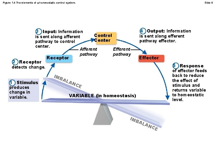 Figure 1. 4 The elements of a homeostatic control system. Slide 6 3 Input: