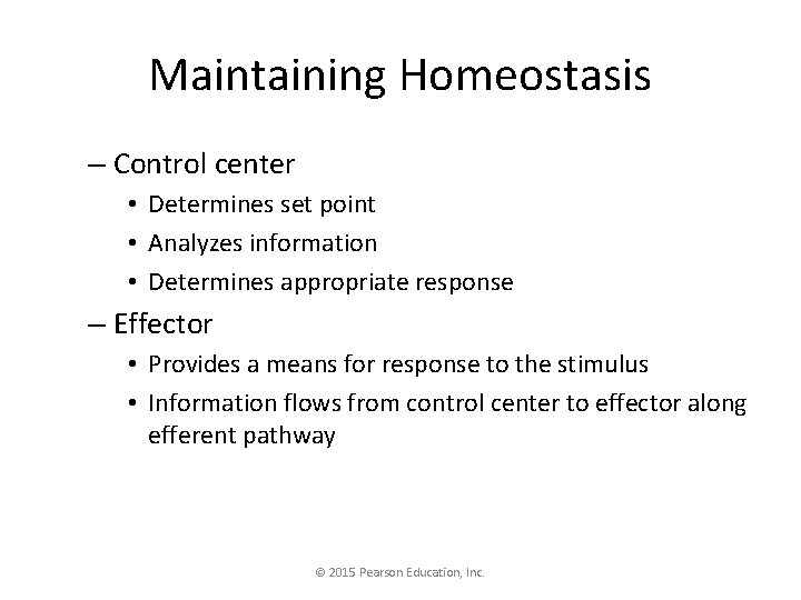 Maintaining Homeostasis – Control center • Determines set point • Analyzes information • Determines