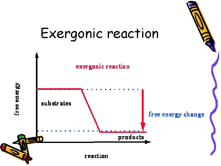 Exergonic reaction 