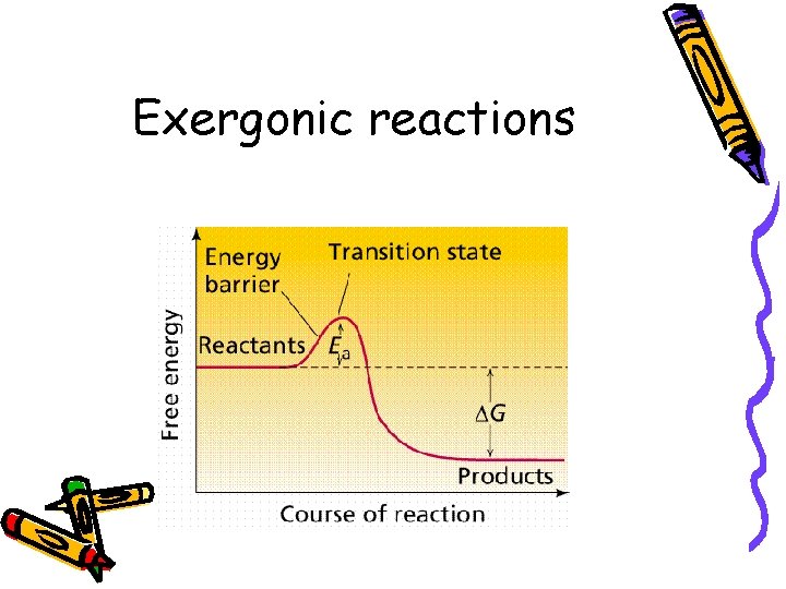 Exergonic reactions 