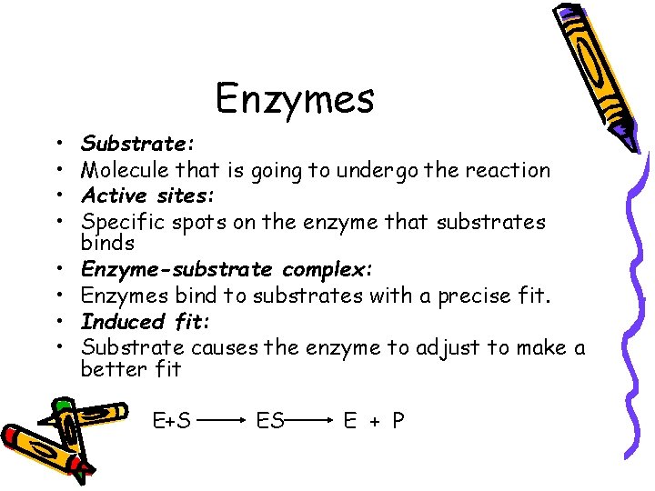 Enzymes • • • Substrate: Molecule that is going to undergo the reaction Active