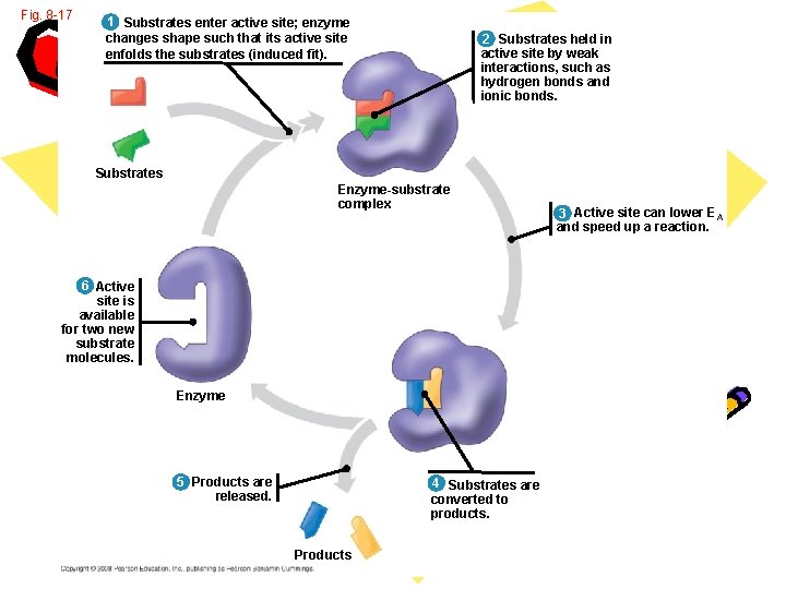 Fig. 8 -17 1 Substrates enter active site; enzyme changes shape such that its