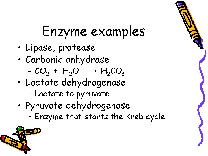 Enzyme examples • Lipase, protease • Carbonic anhydrase – CO 2 + H 2