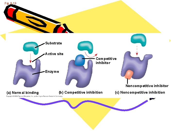 Fig. 8 -19 Substrate Active site Competitive inhibitor Enzyme Noncompetitive inhibitor (a) Normal binding