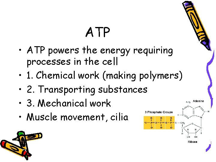 ATP • ATP powers the energy requiring processes in the cell • 1. Chemical