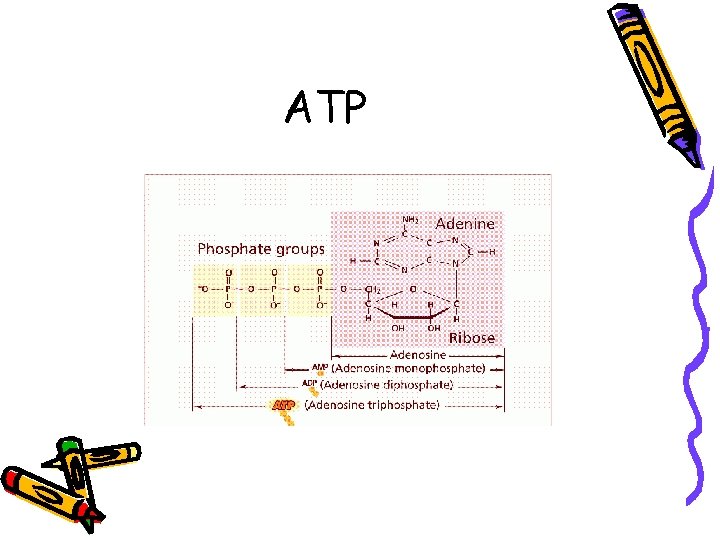 ATP 