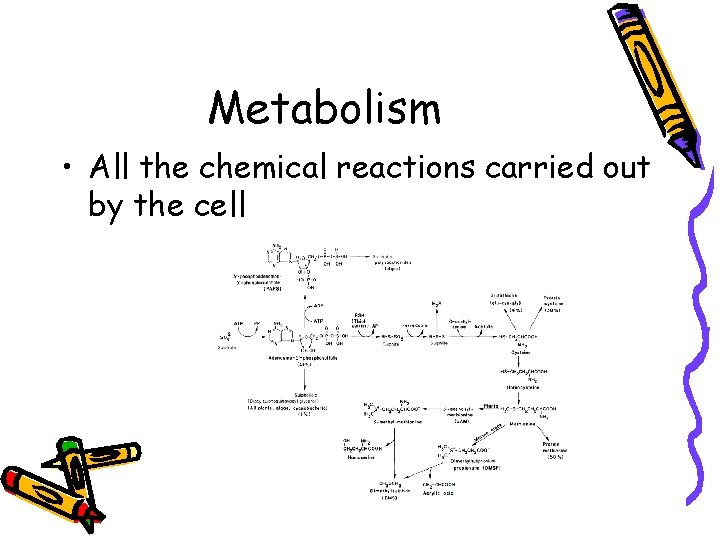 Metabolism • All the chemical reactions carried out by the cell 