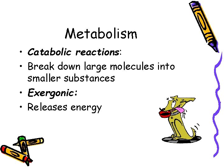 Metabolism • Catabolic reactions: • Break down large molecules into smaller substances • Exergonic: