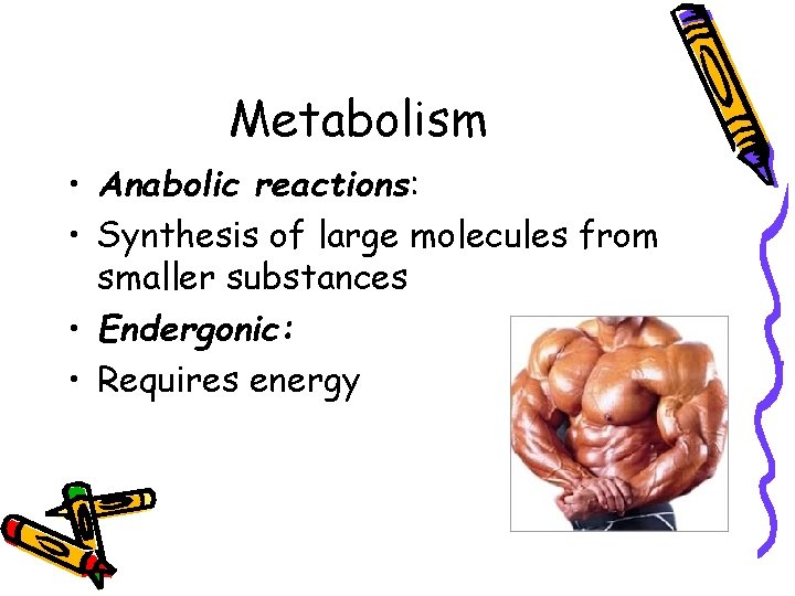 Metabolism • Anabolic reactions: • Synthesis of large molecules from smaller substances • Endergonic:
