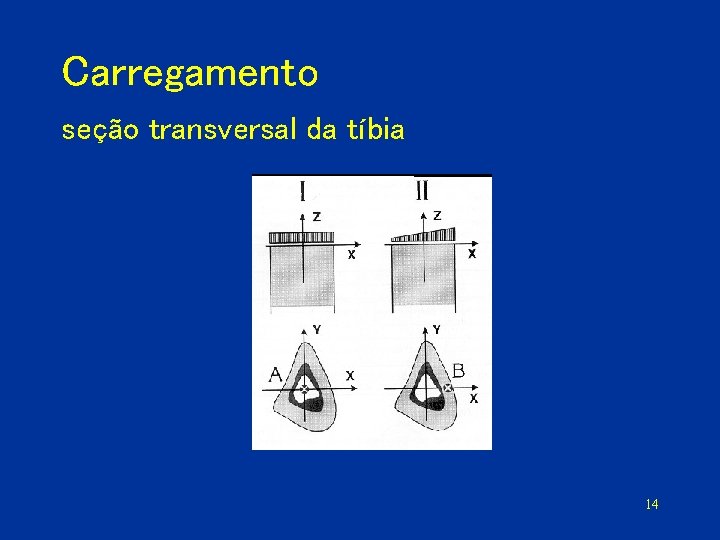 Carregamento seção transversal da tíbia 14 