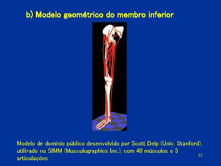 b) Modelo geométrico do membro inferior Modelo de domínio público desenvolvido por Scott Delp