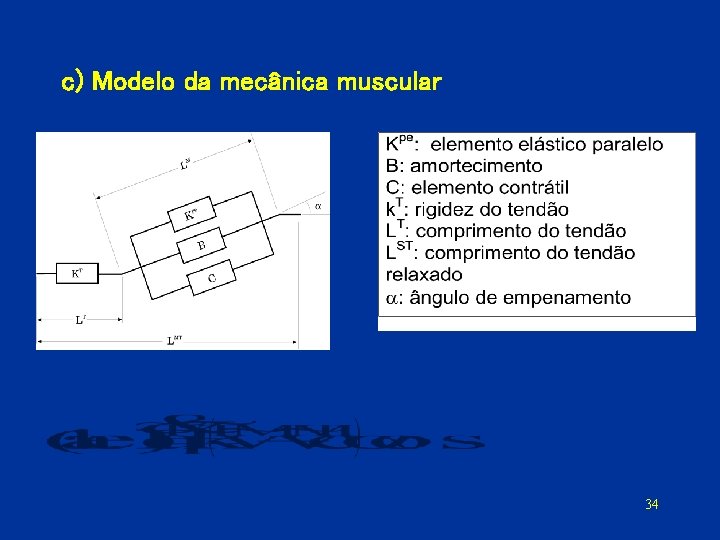 c) Modelo da mecânica muscular 34 