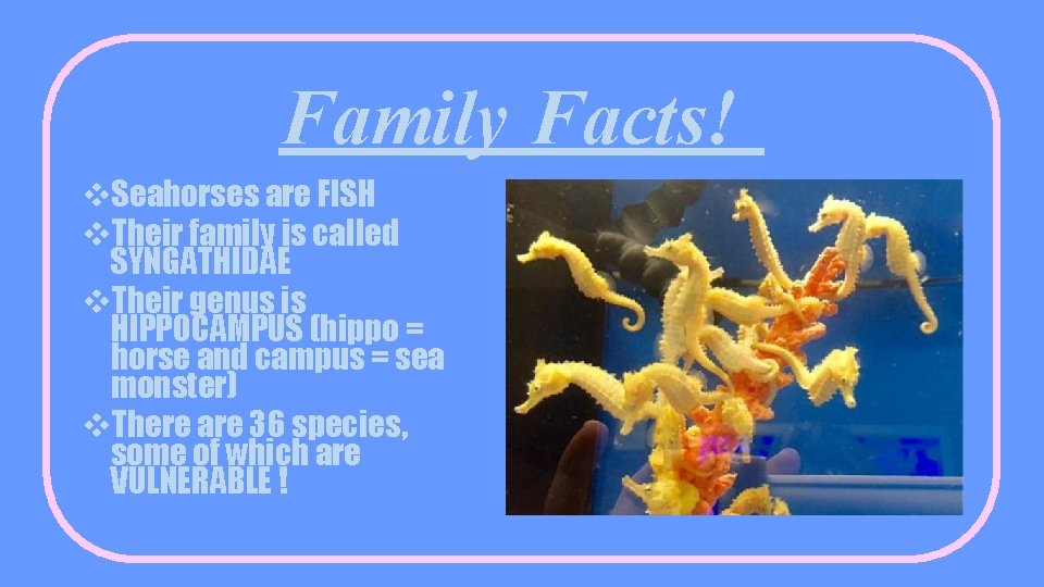 Family Facts! v. Seahorses are FISH v. Their family is called SYNGATHIDAE v. Their