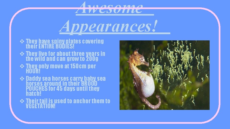 Awesome Appearances! v They have spiny plates covering their ENTIRE BODIES! v They live
