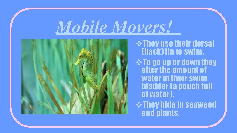 Mobile Movers! v. They use their dorsal (back) fin to swim. v. To go
