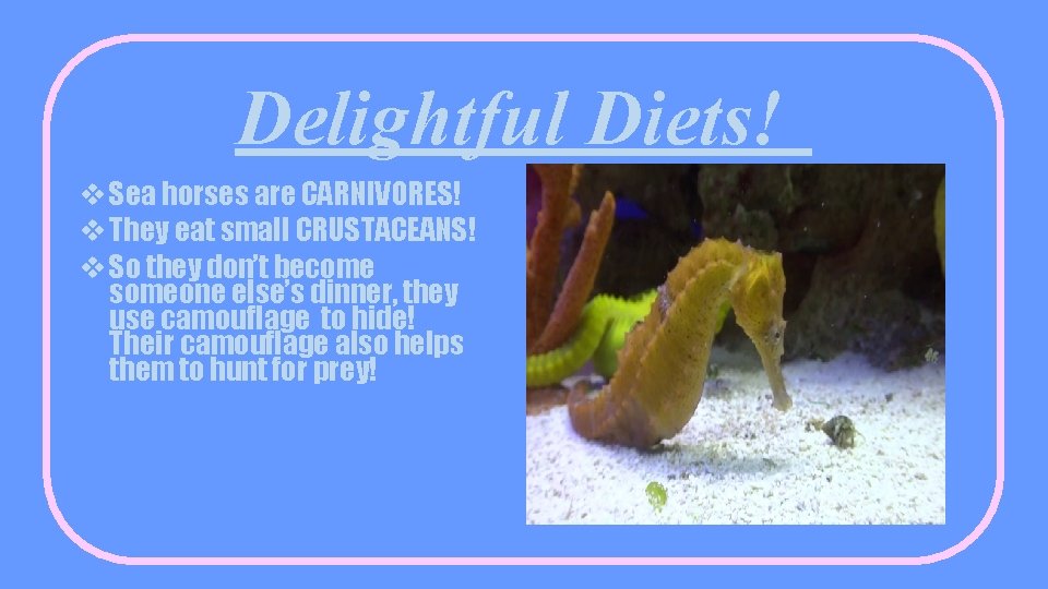 Delightful Diets! v Sea horses are CARNIVORES! v They eat small CRUSTACEANS! v So