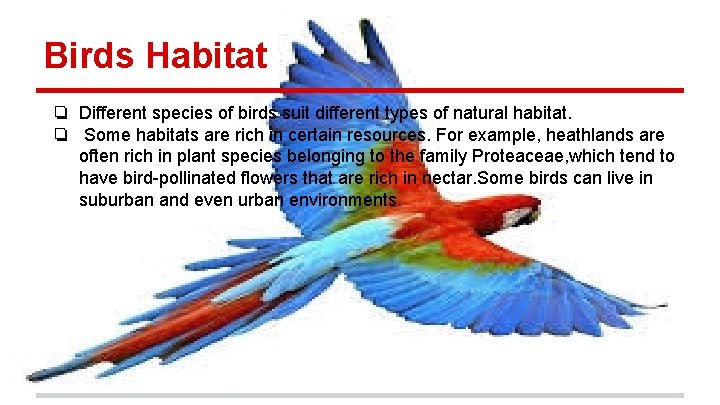 Birds Habitat ❏ Different species of birds suit different types of natural habitat. ❏