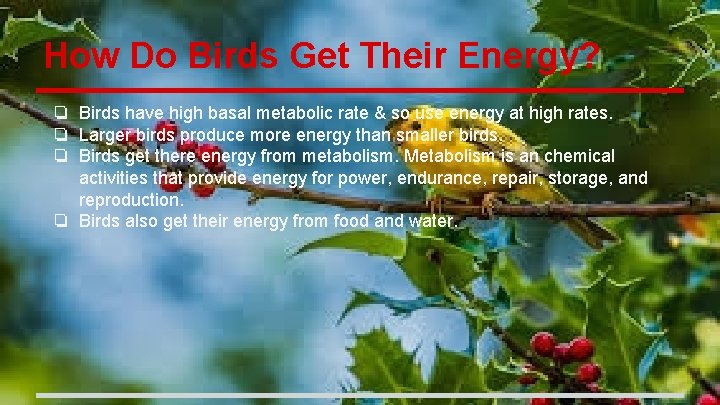How Do Birds Get Their Energy? ❏ Birds have high basal metabolic rate &