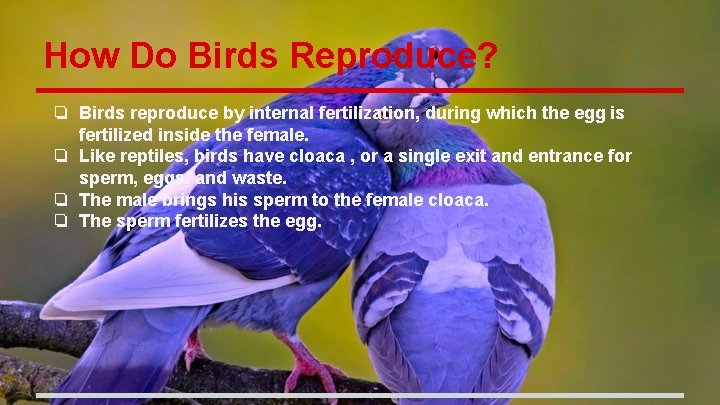 How Do Birds Reproduce? ❏ Birds reproduce by internal fertilization, during which the egg