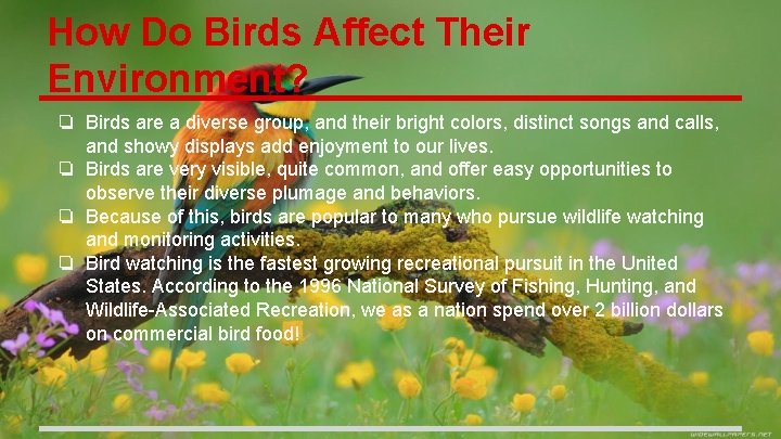 How Do Birds Affect Their Environment? ❏ Birds are a diverse group, and their