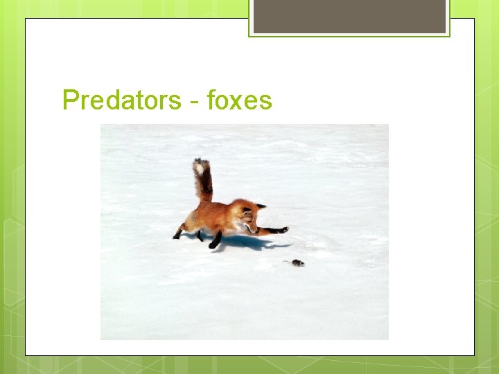 Predators - foxes 
