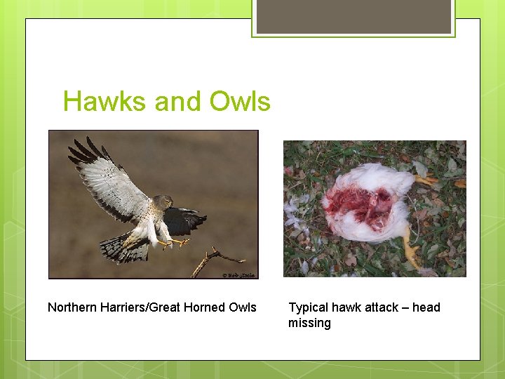 Hawks and Owls Northern Harriers/Great Horned Owls Typical hawk attack – head missing 