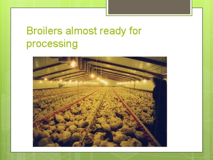 Broilers almost ready for processing 