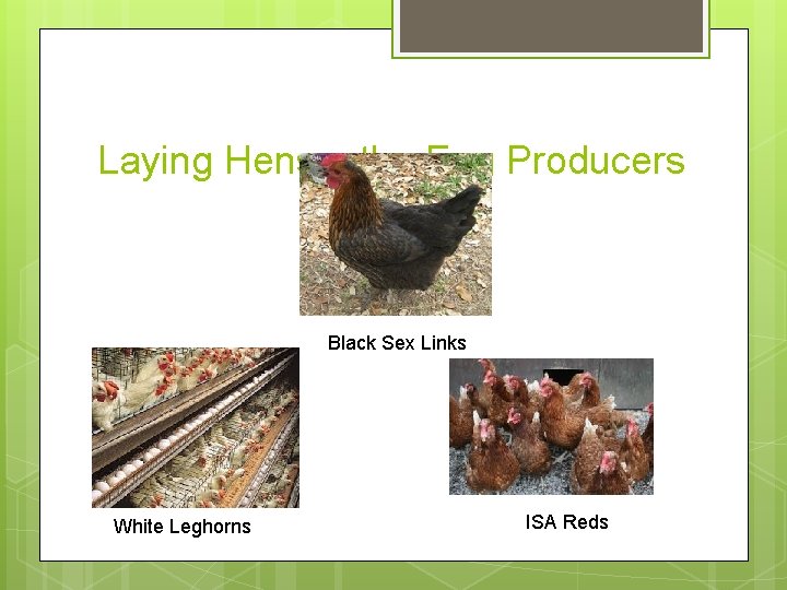 Laying Hens – the Egg Producers Black Sex Links White Leghorns ISA Reds 