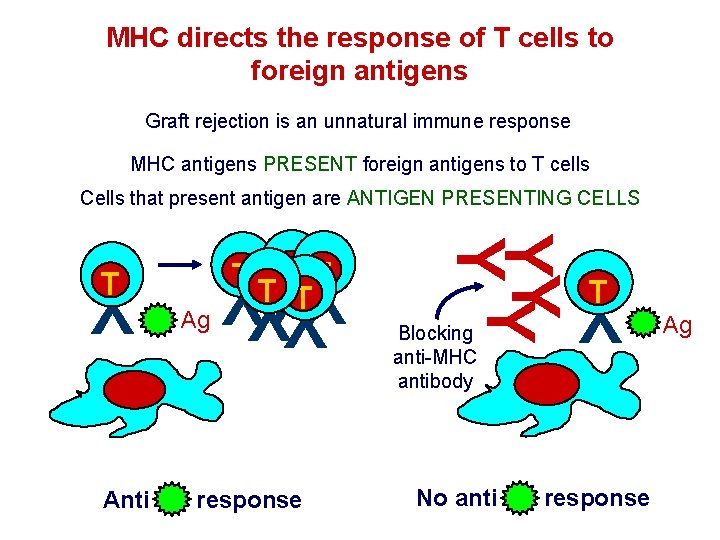 MHC directs the response of T cells to foreign antigens Graft rejection is an