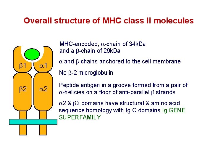 Overall structure of MHC class II molecules MHC-encoded, -chain of 34 k. Da and