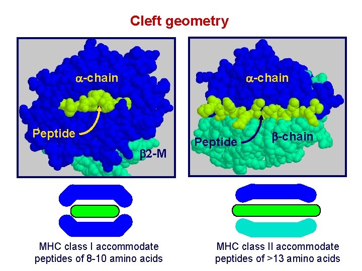 Cleft geometry a-chain Peptide b 2 -M MHC class I accommodate peptides of 8
