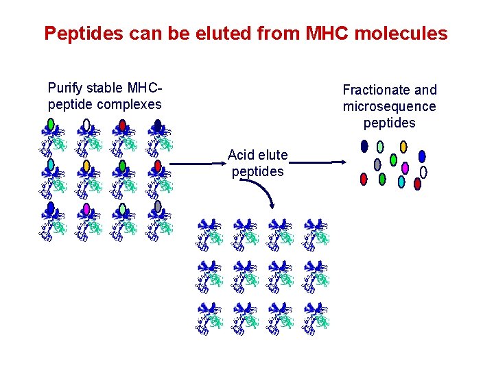 Peptides can be eluted from MHC molecules Purify stable MHCpeptide complexes Fractionate and microsequence