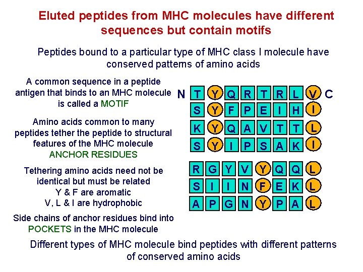 Eluted peptides from MHC molecules have different sequences but contain motifs Peptides bound to